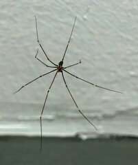 Crossopriza lyoni