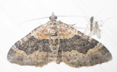 Xanthorhoe ferrugata