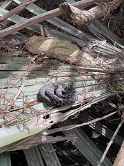 Sistrurus miliarius barbouri