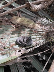 Sistrurus miliarius barbouri