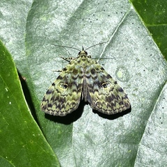 Glenopteris herbidalis