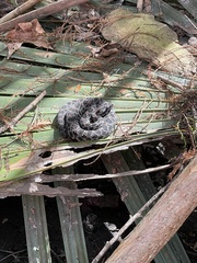 Sistrurus miliarius barbouri