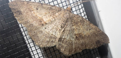 Melanolophia signataria