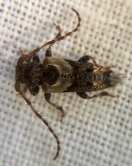 Pogonocherus hispidus