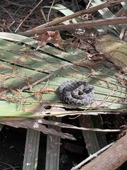 Sistrurus miliarius barbouri