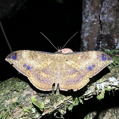Hemeroblemma opigena