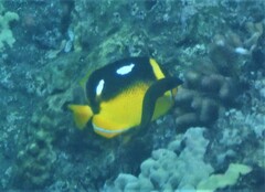 Chaetodon quadrimaculatus