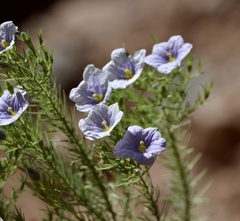 Nierembergia linariifolia