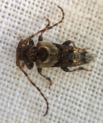 Pogonocherus hispidus