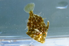 Stephanolepis hispida