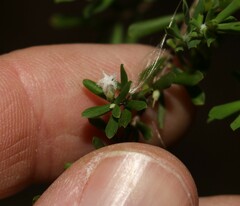 Styphelia margarodes