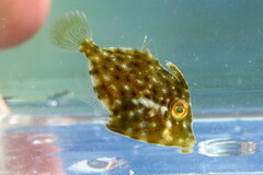 Stephanolepis hispida