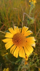Tithonia