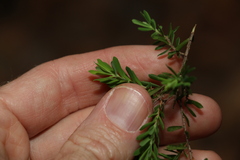 Styphelia margarodes