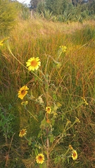 Tithonia