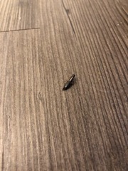 Euborellia annulipes