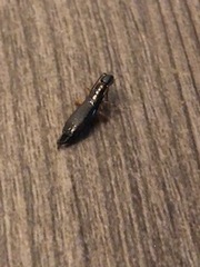 Euborellia annulipes