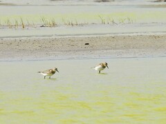 Calidris fuscicollis