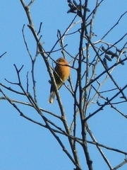 Mitrephanes phaeocercus