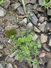 Plagiothecium denticulatum