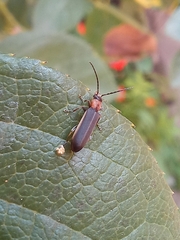 Oedemeridae