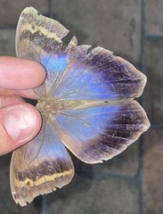Eryphanis lycomedon