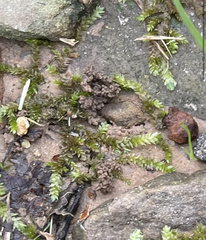 Plagiothecium denticulatum