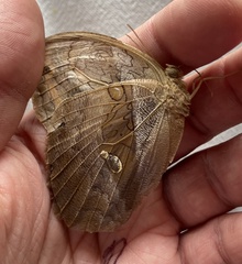 Eryphanis lycomedon