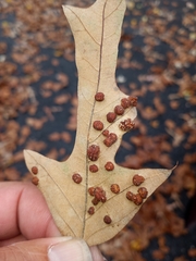Polystepha symmetrica