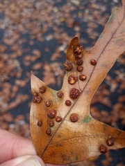 Polystepha symmetrica