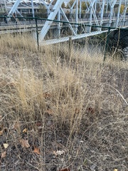 Thinopyrum intermedium