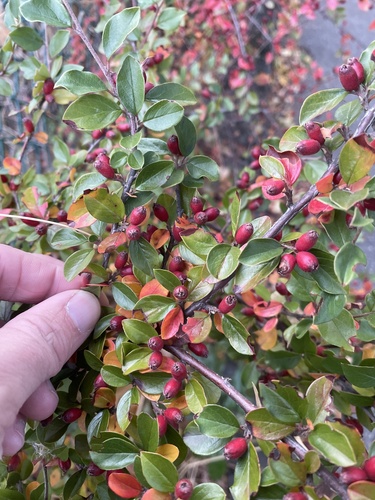 Cotoneaster ascendens, photograph 2