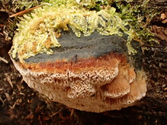 Neoantrodia serialis