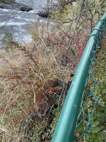 Cotoneaster ascendens, photograph 3