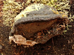 Neoantrodia serialis