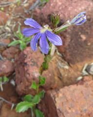 Scaevola humilis