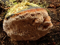 Neoantrodia serialis