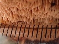 Neoantrodia serialis