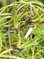 Cofana spectra