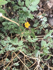 Kallstroemia californica