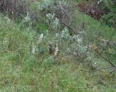 Lupinus longifolius