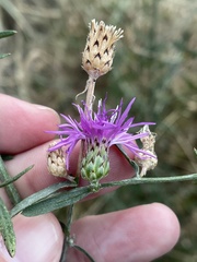 Centaurea stoebe