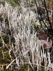 Cladonia verruculosa
