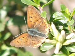 Tharsalea helloides