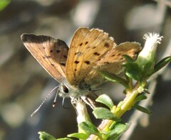 Tharsalea helloides