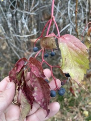 Parthenocissus quinquefolia