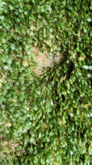 Fissidens dubius