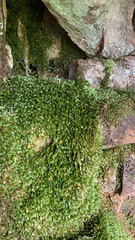 Fissidens dubius