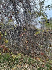 Parthenocissus quinquefolia