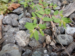 Euphorbia vermiculata